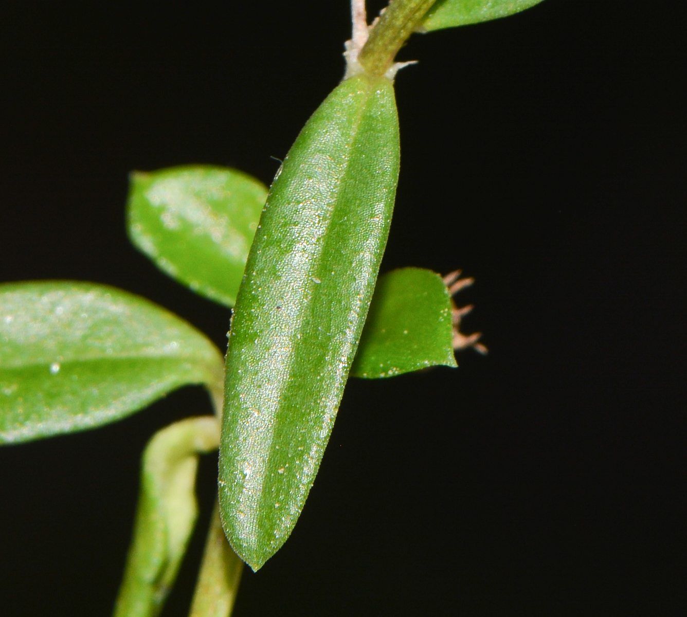 Image of Hedyotis pterita specimen.