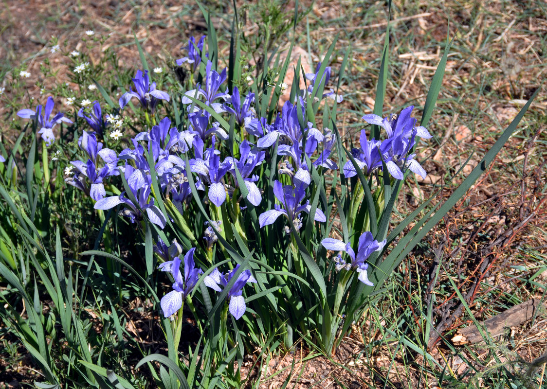 Image of Iris lactea specimen.