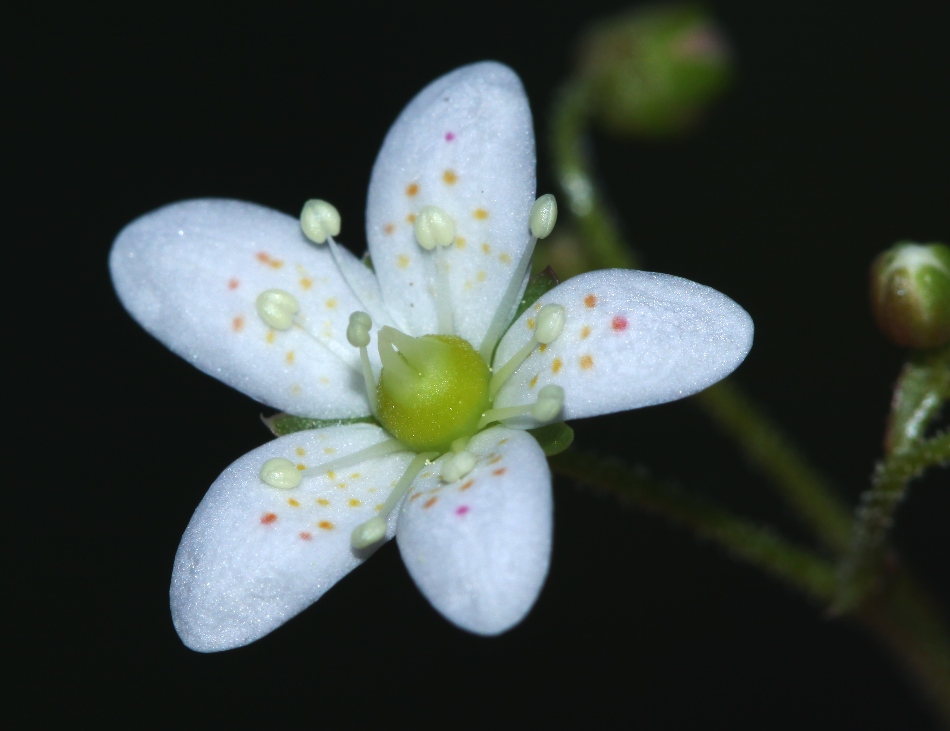 Изображение особи Saxifraga ascoldica.