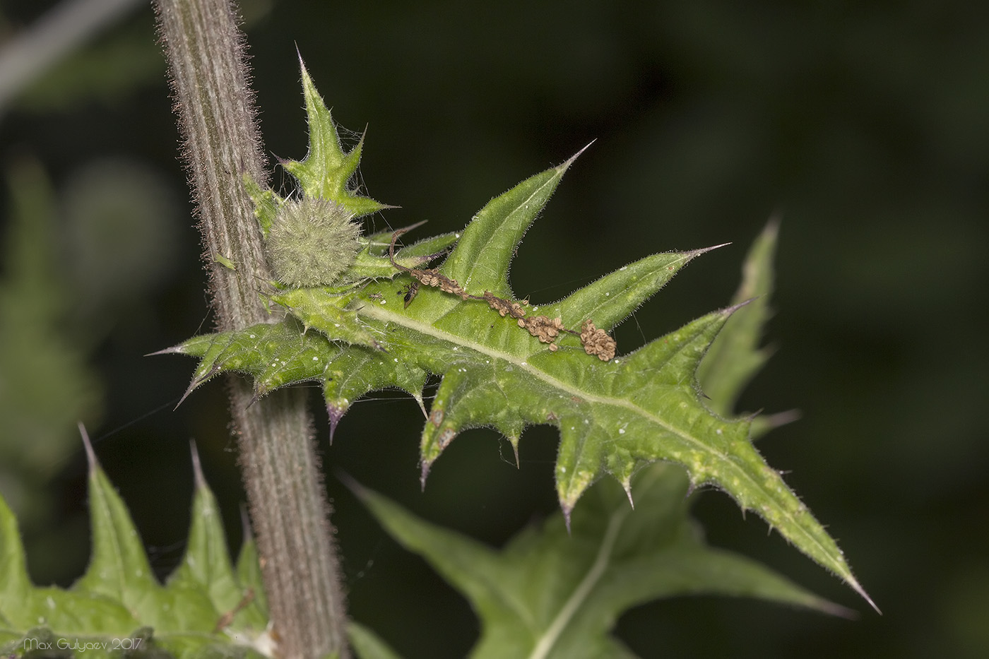 Image of Echinops sphaerocephalus specimen.