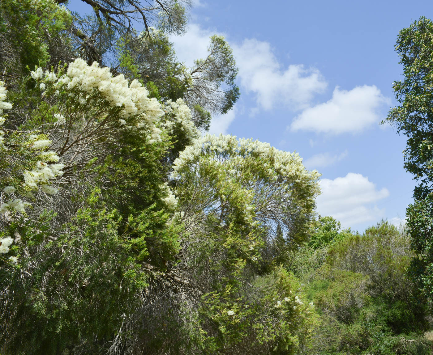 Image of Melaleuca halmaturorum specimen.