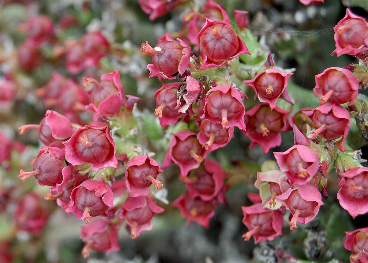 Image of Euphorbia hamata specimen.