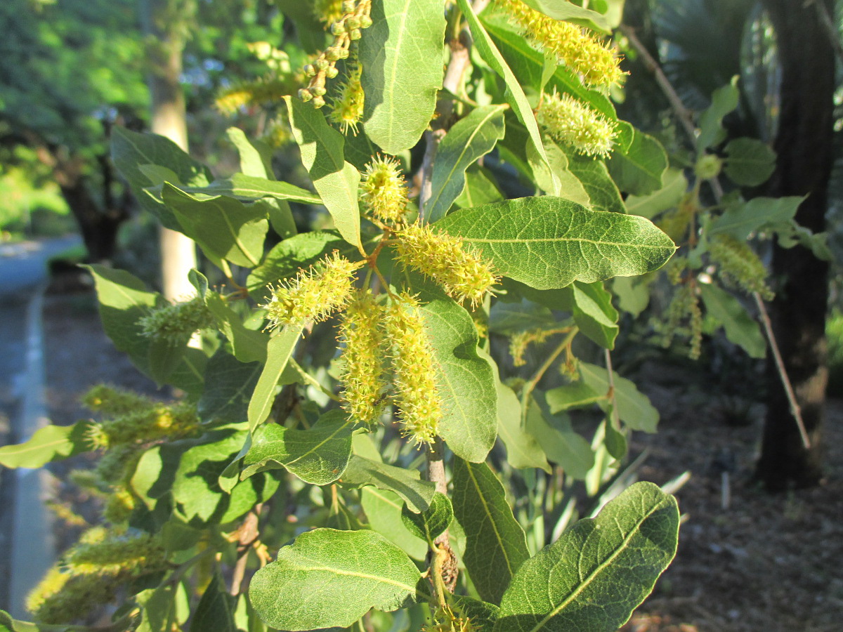 Изображение особи Combretum imberbe.