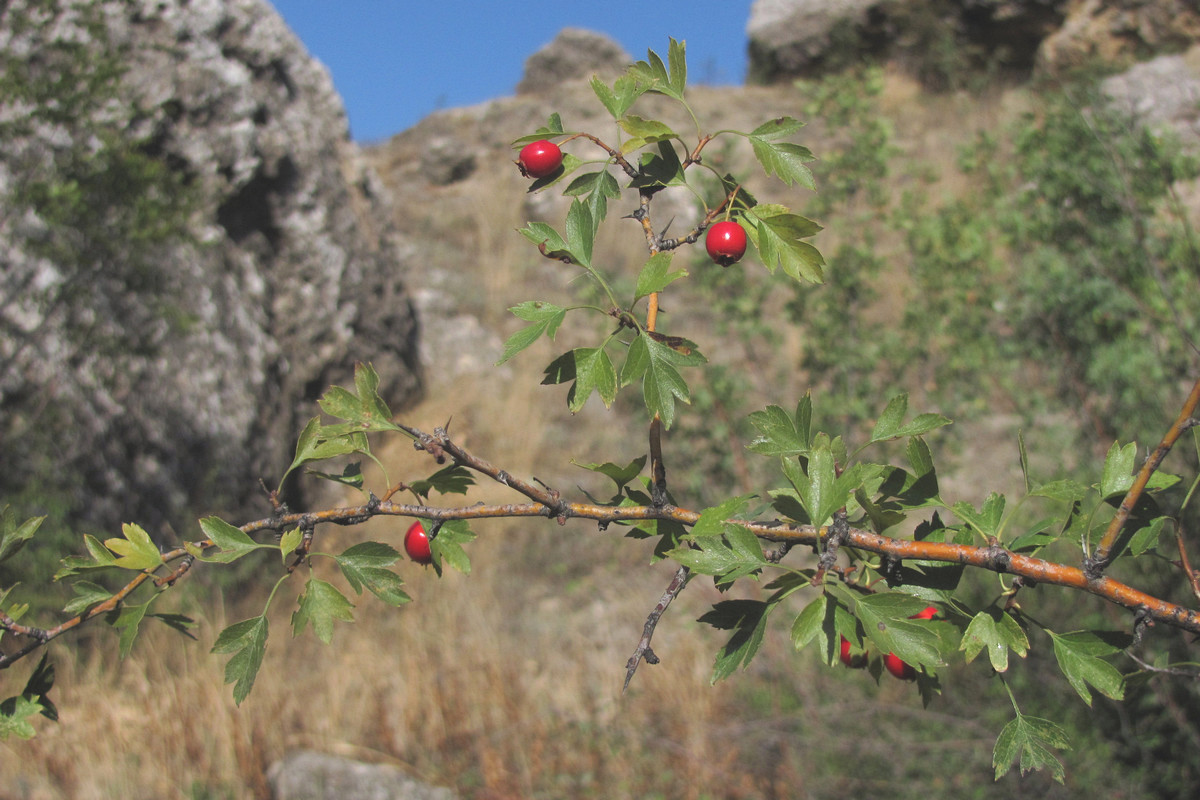 Image of Crataegus pseudoheterophylla specimen.