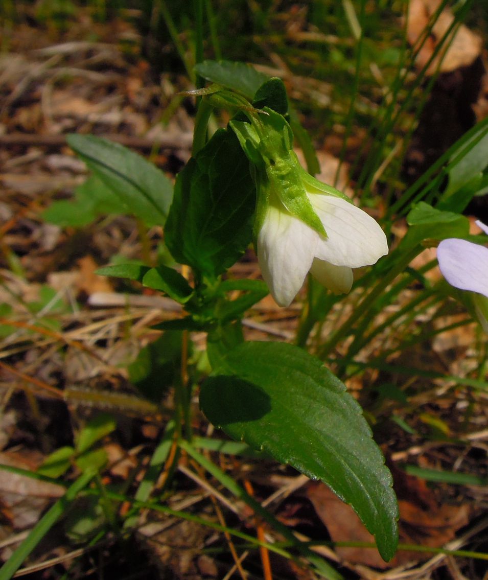 Image of Viola pumila specimen.