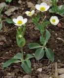 Ranunculus amplexicaulis. Цветущие растения. Москва, БС МГУ. 06.05.2010.