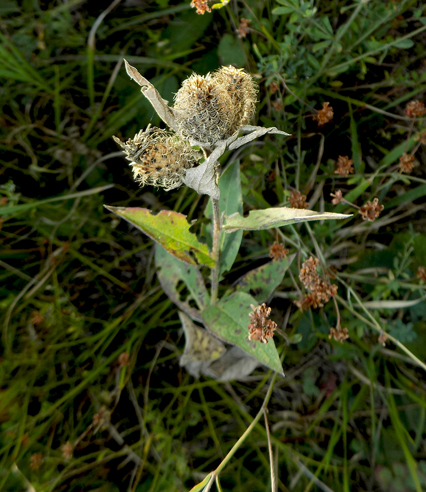 Изображение особи Centaurea abnormis.