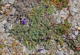 Oxytropis tianschanica. Цветущее растение. Таджикистан, Фанские горы, перевал Алаудин, ≈ 3700 м н.у.м., каменистый сухой склон. 05.08.2017.