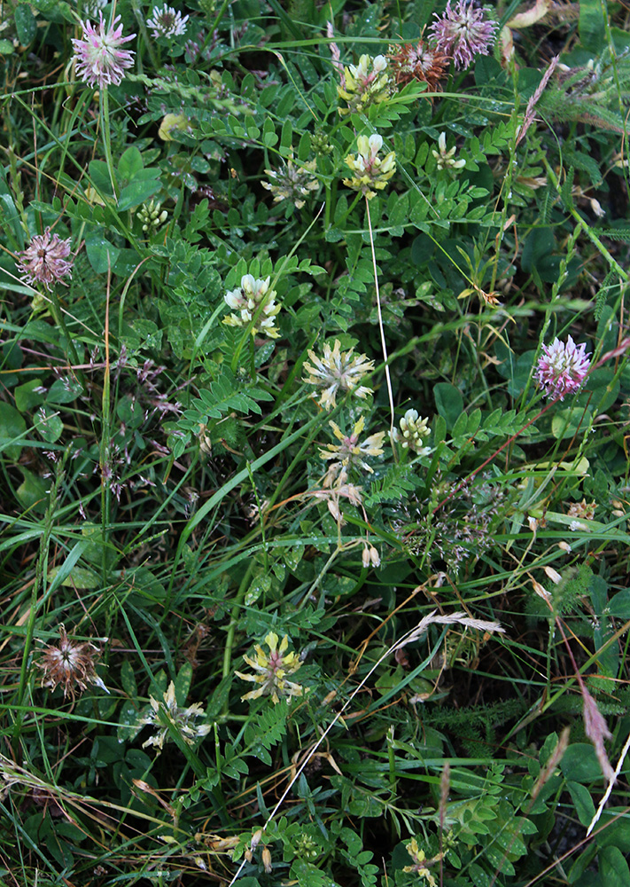 Image of Astragalus resupinatus specimen.