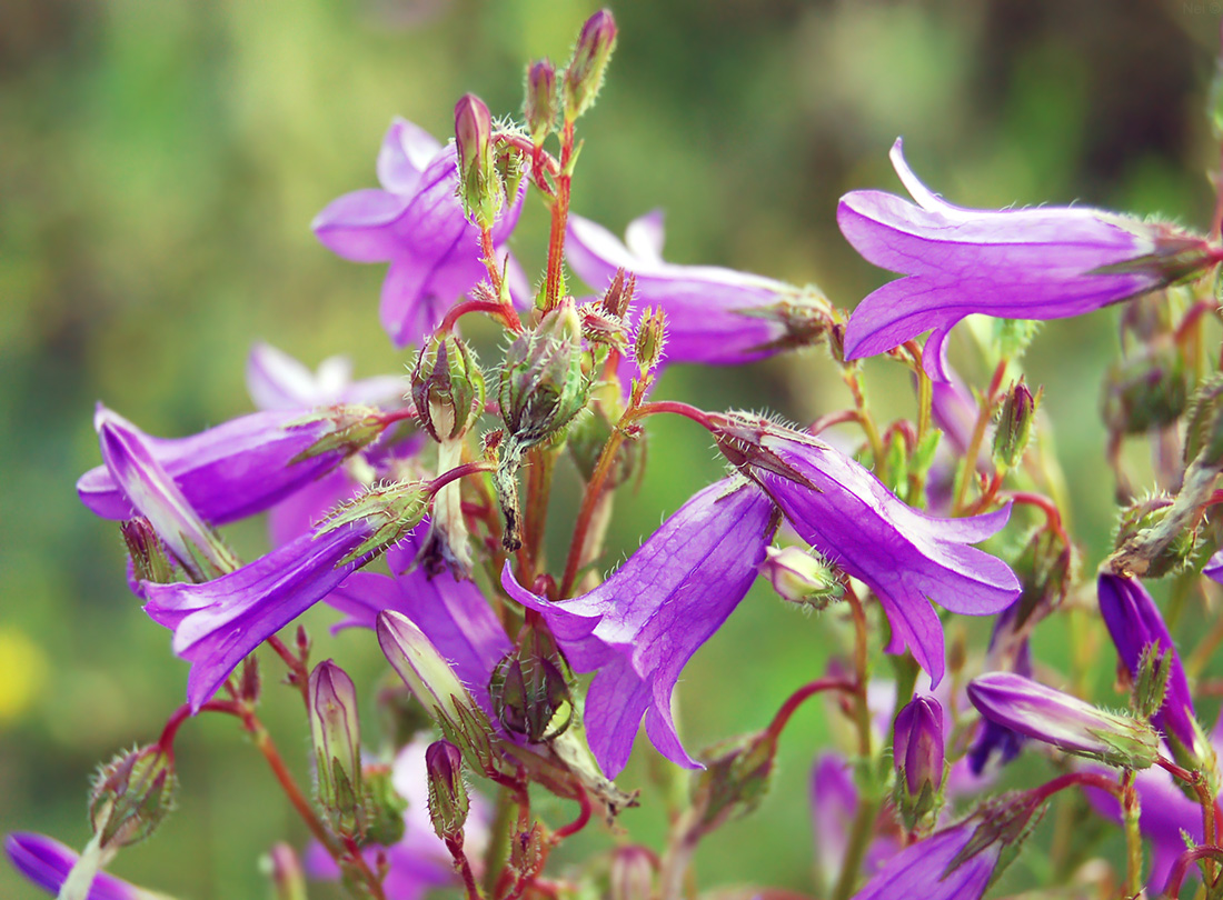 Image of Campanula sibirica specimen.