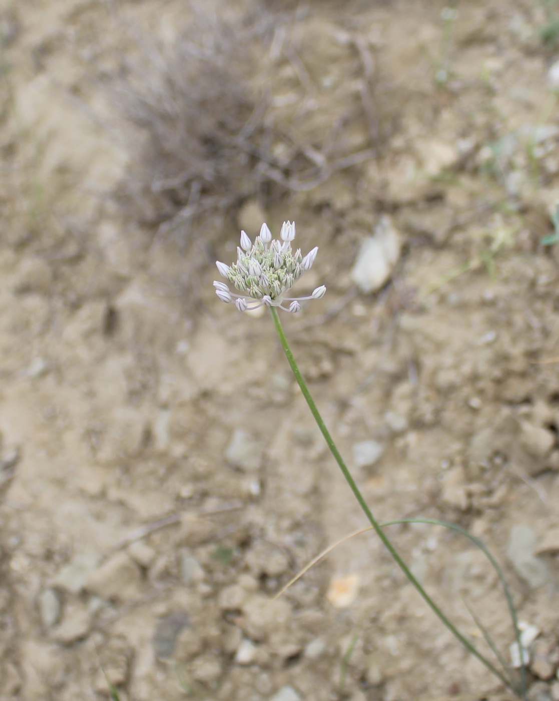 Image of genus Allium specimen.