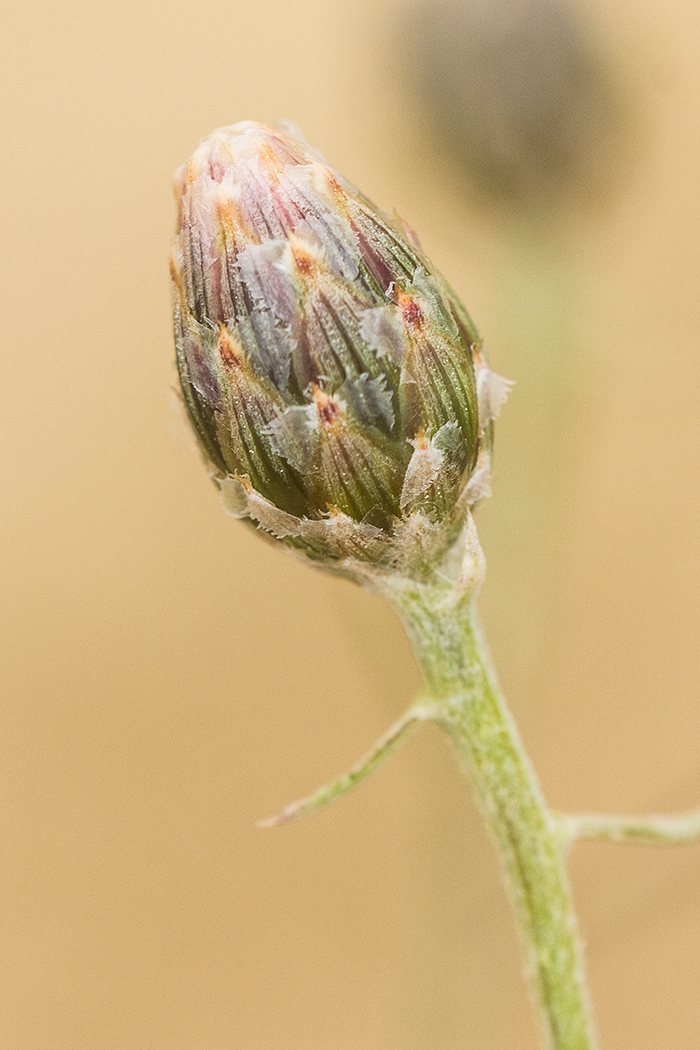 Image of Centaurea borysthenica specimen.