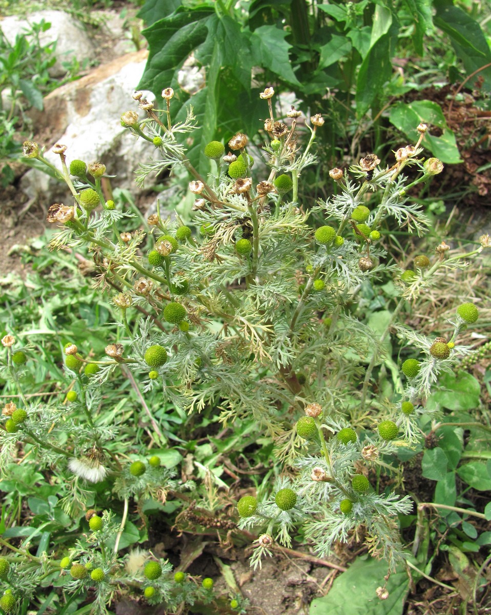 Image of Matricaria discoidea specimen.