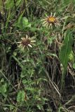 Carlina vulgaris