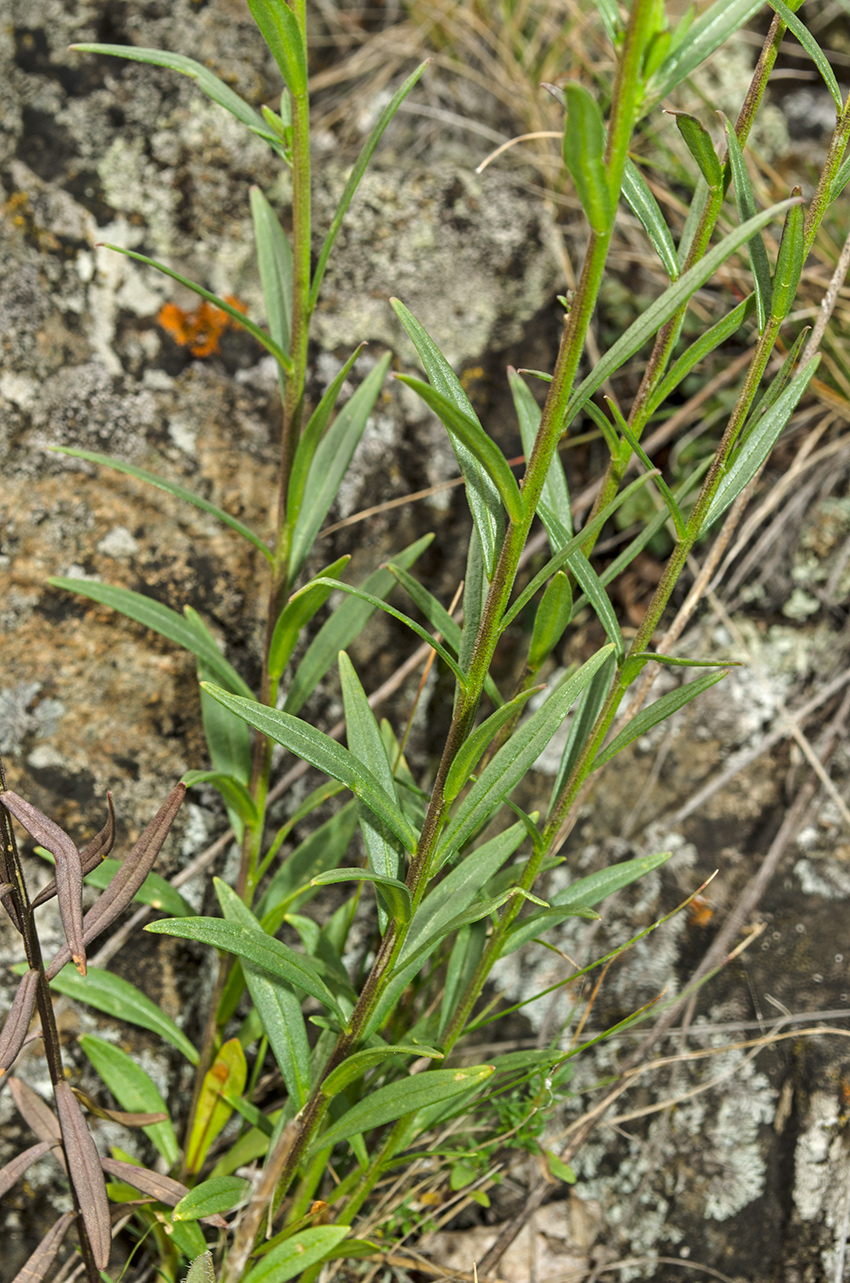 Image of Polygala wolfgangiana specimen.