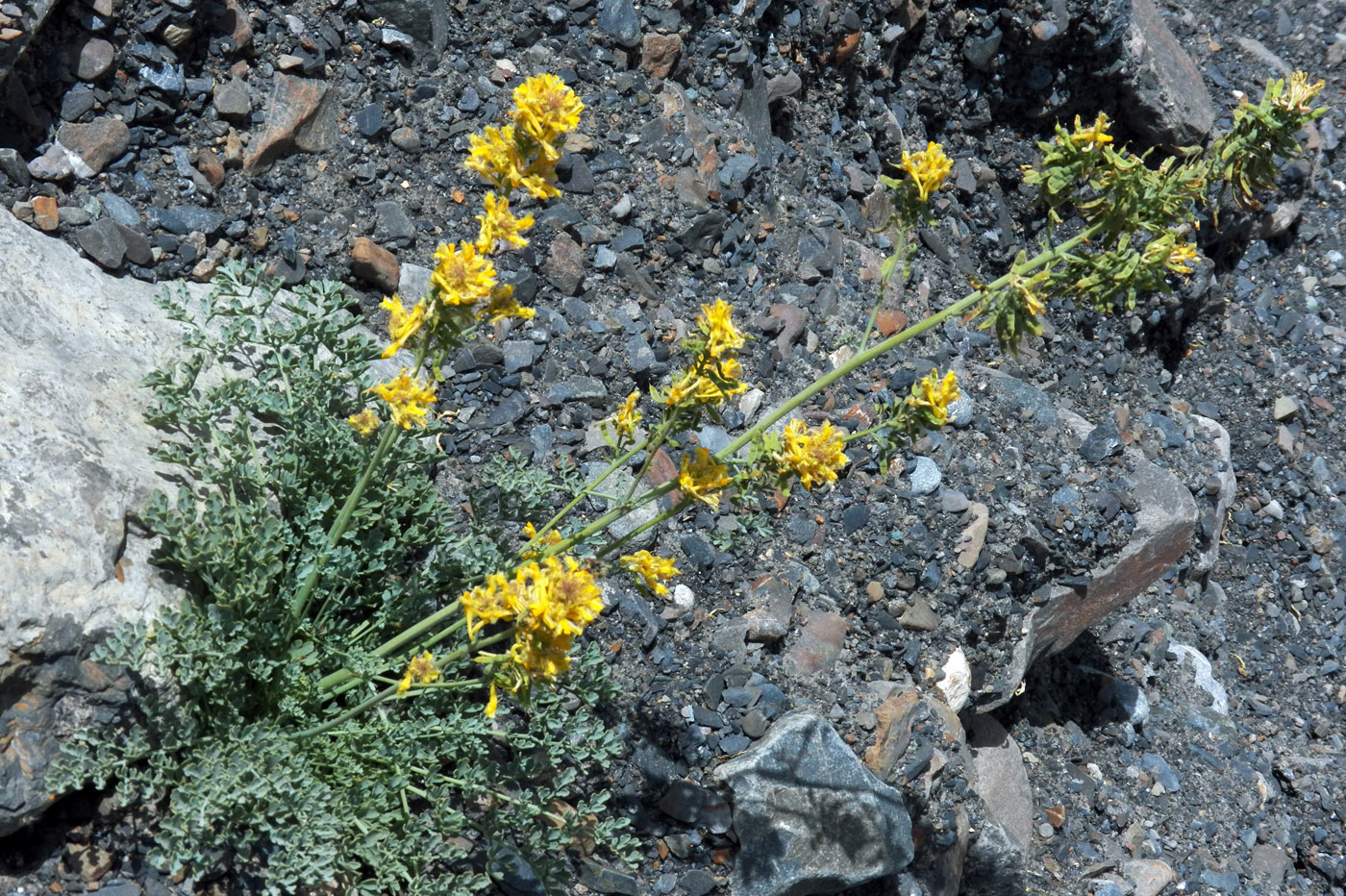 Image of Corydalis fimbrillifera specimen.