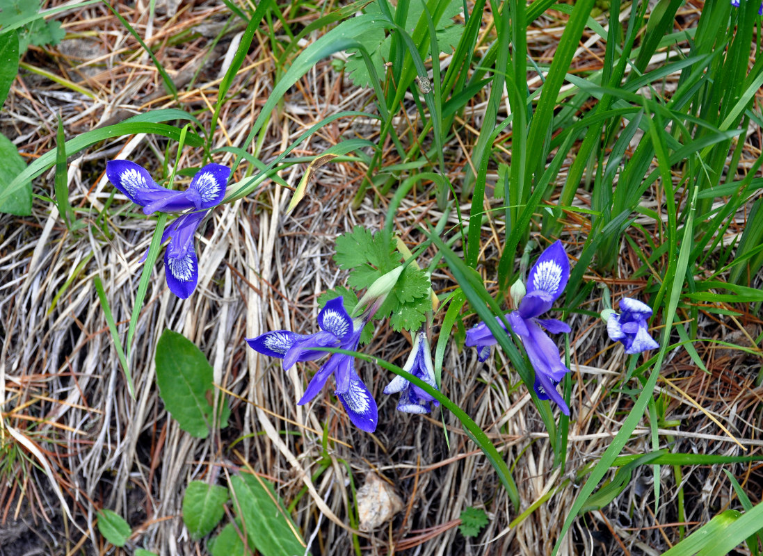 Image of Iris ruthenica specimen.