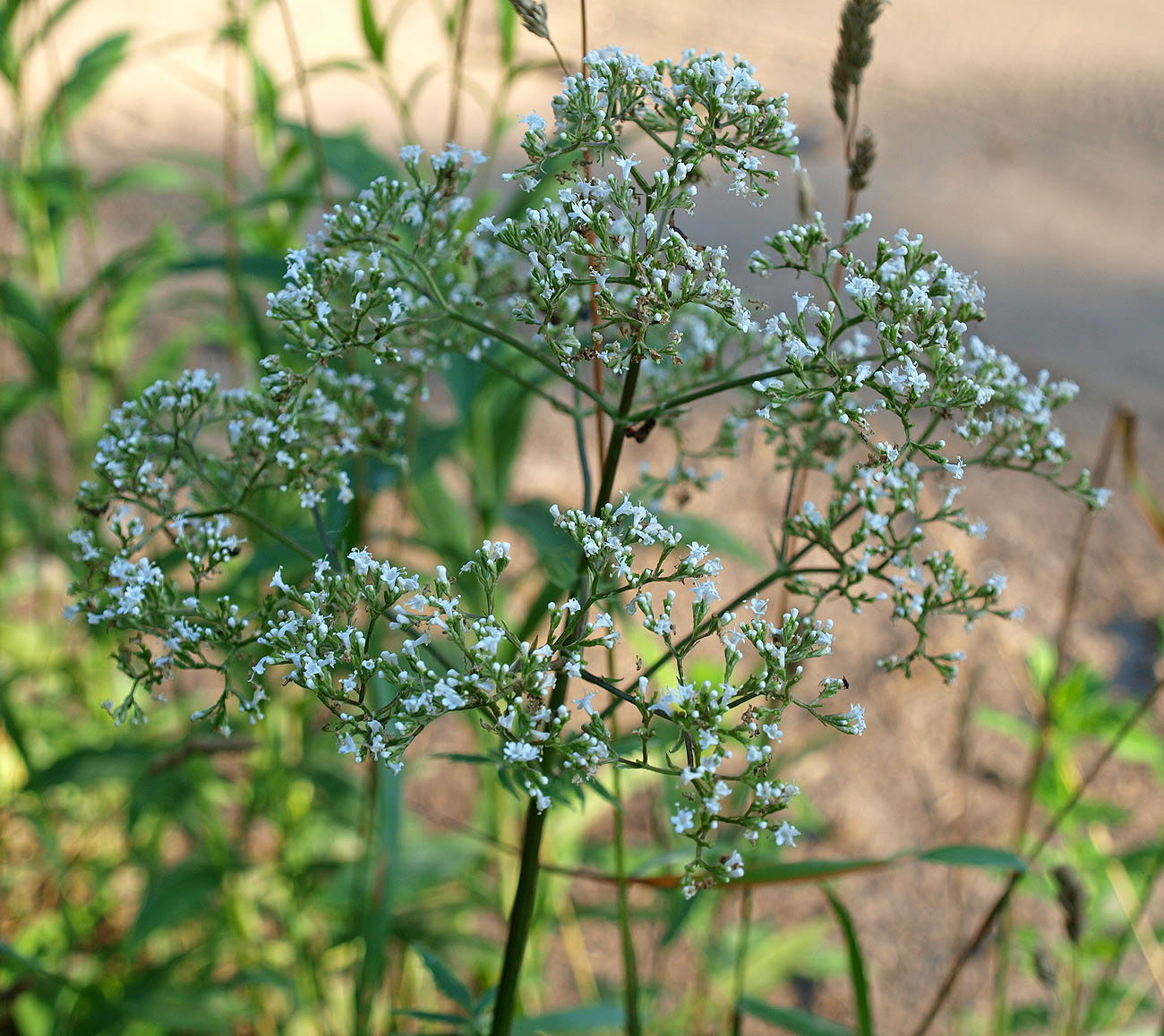 Изображение особи Valeriana officinalis.