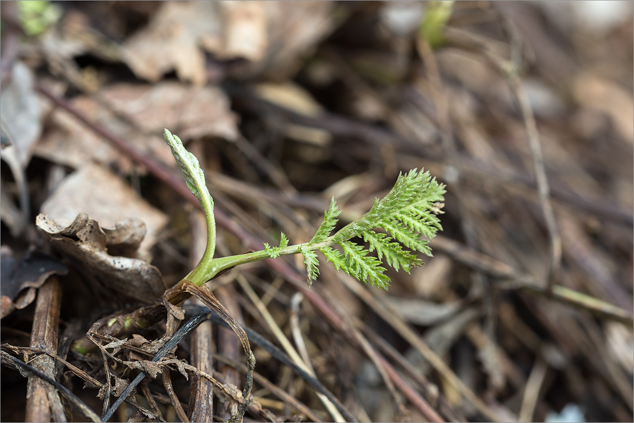 Image of Achillea millefolium specimen.