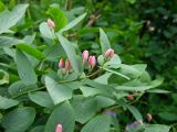 Lonicera tatarica. Верхушки побегов с нераскрывшимися соцветиями. Магаданская обл., г. Магадан, в озеленении, городской парк. 26.07.2014.