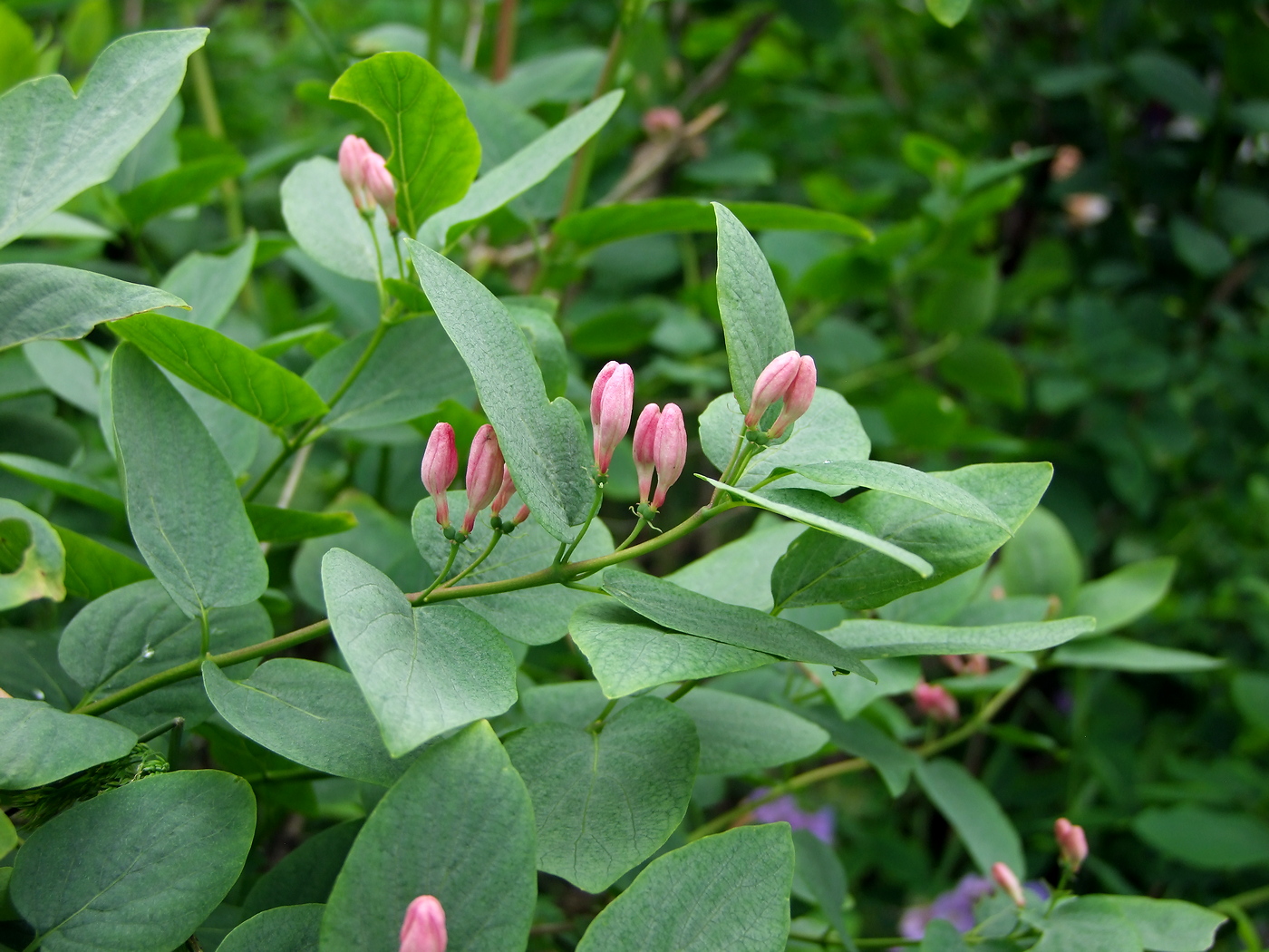 Image of Lonicera tatarica specimen.