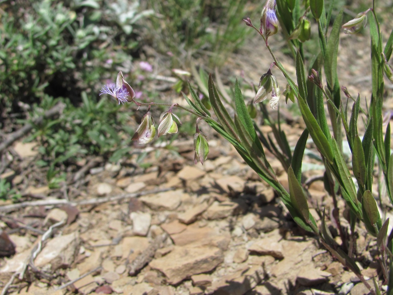 Image of Polygala sosnowskyi specimen.