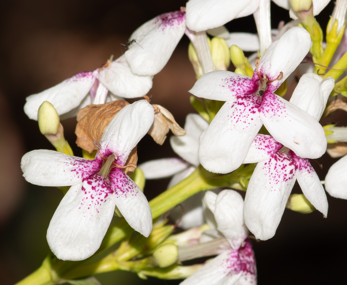 Image of Pseuderanthemum carruthersii specimen.