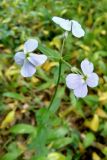 genus Hesperis. Верхушка цветущего растения. Республика Адыгея, Майкопский р-н, окр. с. Новопрохладное (Сахрай), лев. берег р. Малый Сахрай, буковый лес, ≈ 1000 м н.у.м. 27.05.2019.