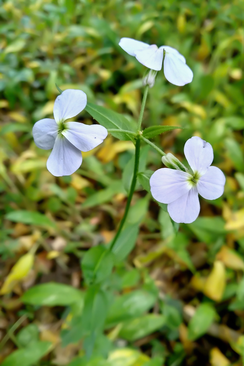 Image of genus Hesperis specimen.