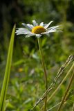 Leucanthemum maximum. Верхушка побега с соцветием. Санкт-Петербург, г. Ломоносов, Красная слобода, цветник. 07.07.2019.