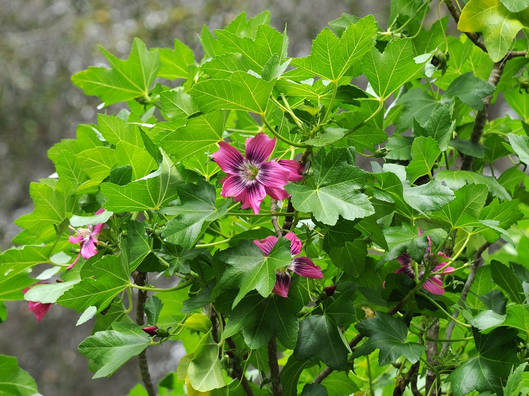 Image of Malva assurgentiflora specimen.