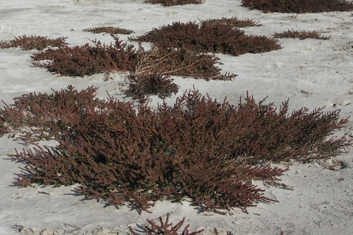 Image of Suaeda pannonica specimen.