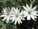 Stellaria eschscholtziana. Цвеки. Камчатский край, Елизовский район, природный парк \"Вулканы Камчатки\", Авачинский перевал, 1256 м н.у.м. 05.08.2010.