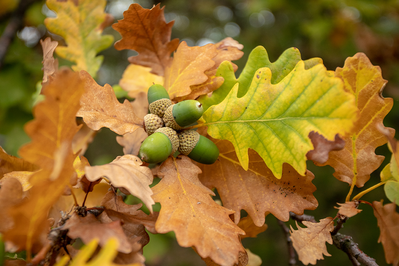 Изображение особи Quercus petraea.