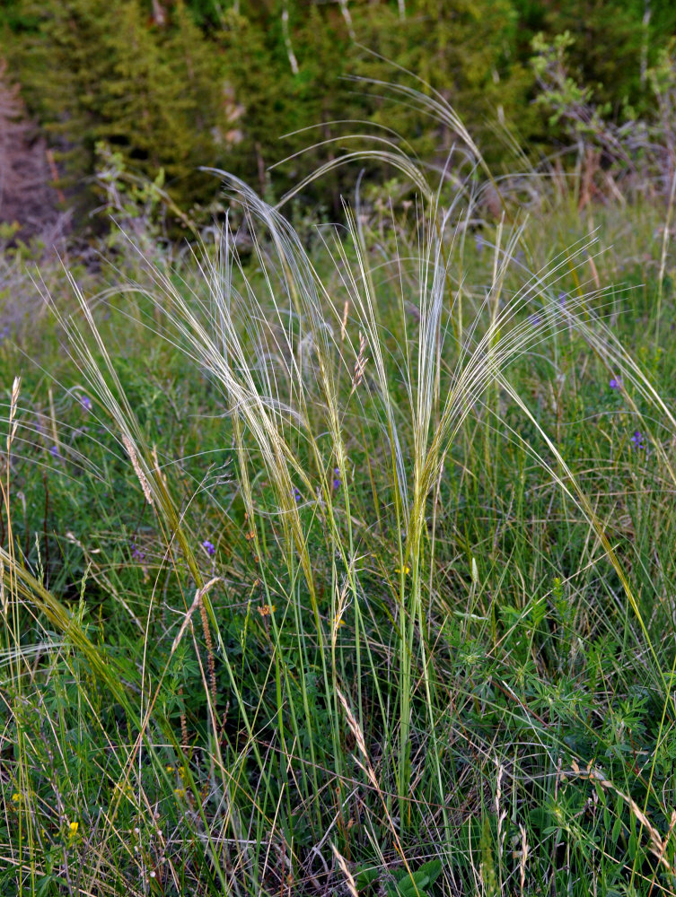 Image of genus Stipa specimen.