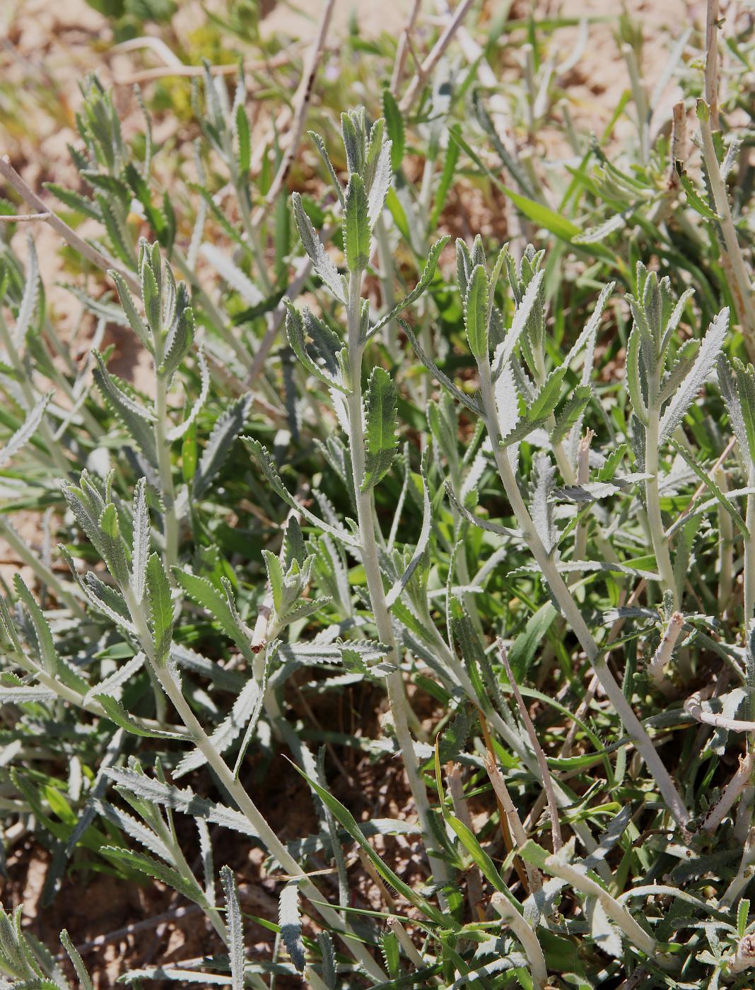 Image of Achillea fragrantissima specimen.