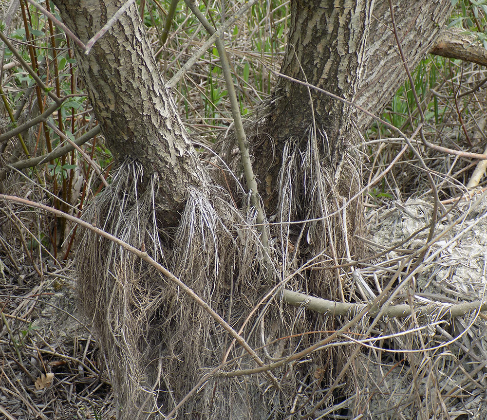 Изображение особи Salix alba.