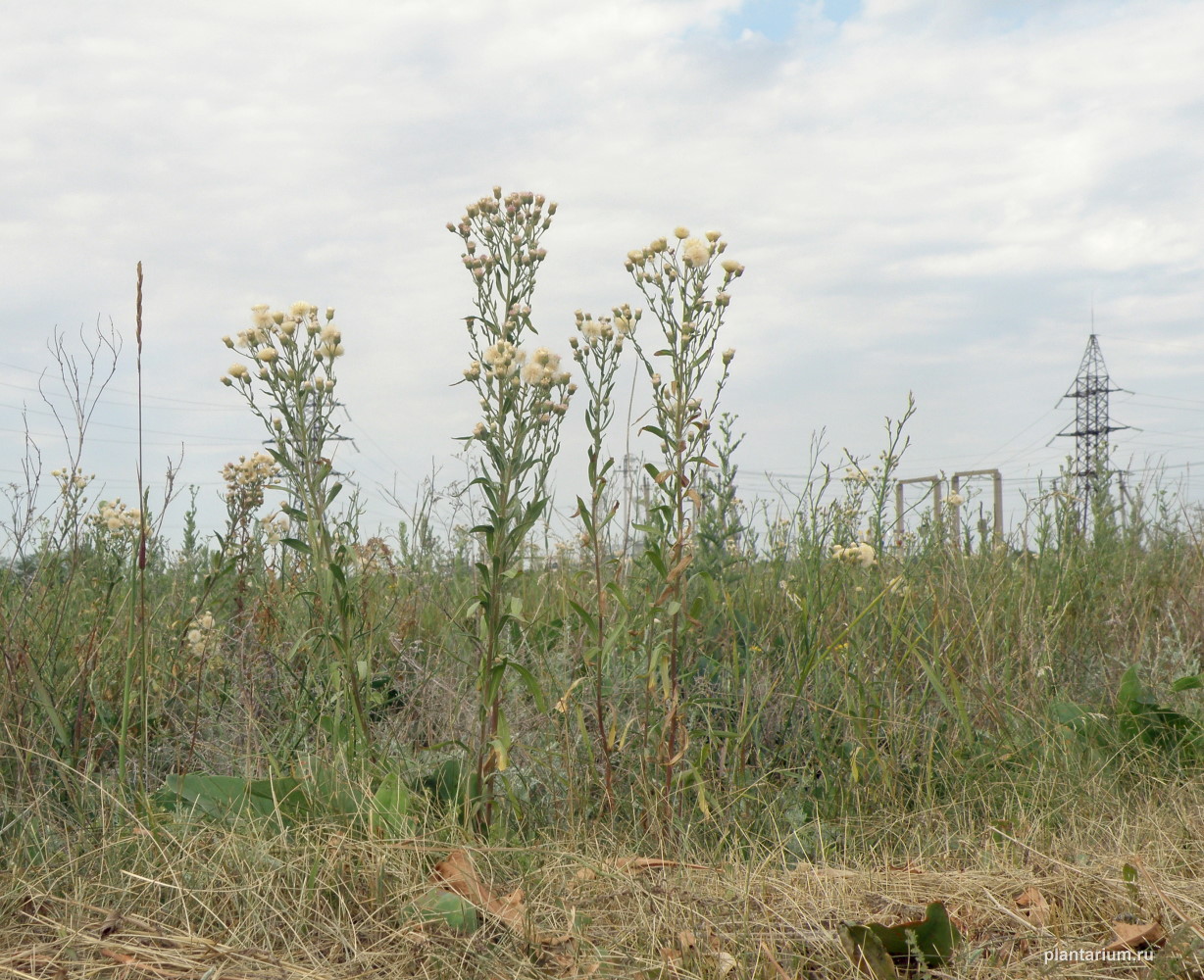 Image of Erigeron podolicus specimen.