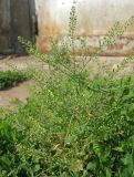 Lepidium ruderale. Плодоносящее растение. Татарстан, г. Бавлы. 13.06.2010.