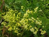 Solidago &times; lutea