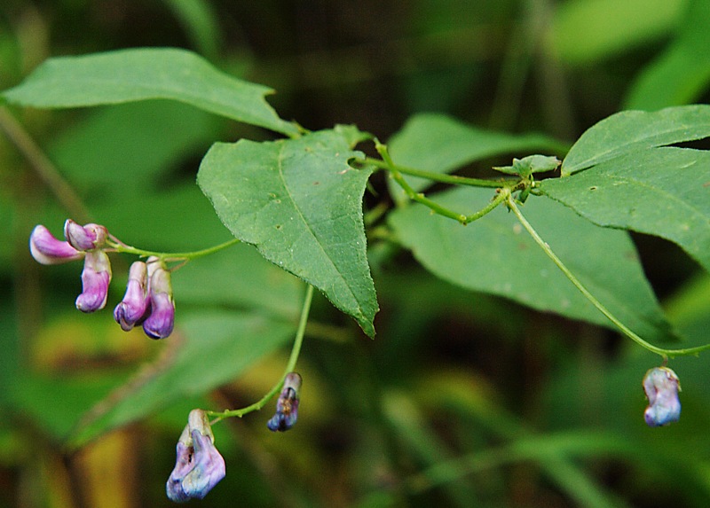 Image of Vicia unijuga specimen.