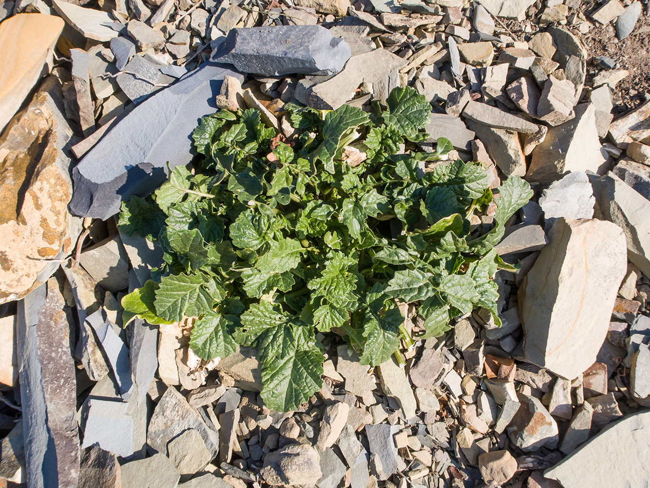 Изображение особи Rapistrum rugosum.