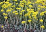 Sedum reflexum. Цветущие растения. Краснодарский край, м/о Анапа, окр. пос. Супсех, заросли травянистой растительности вдоль дорожки к вершине горы. 14.06.2019.