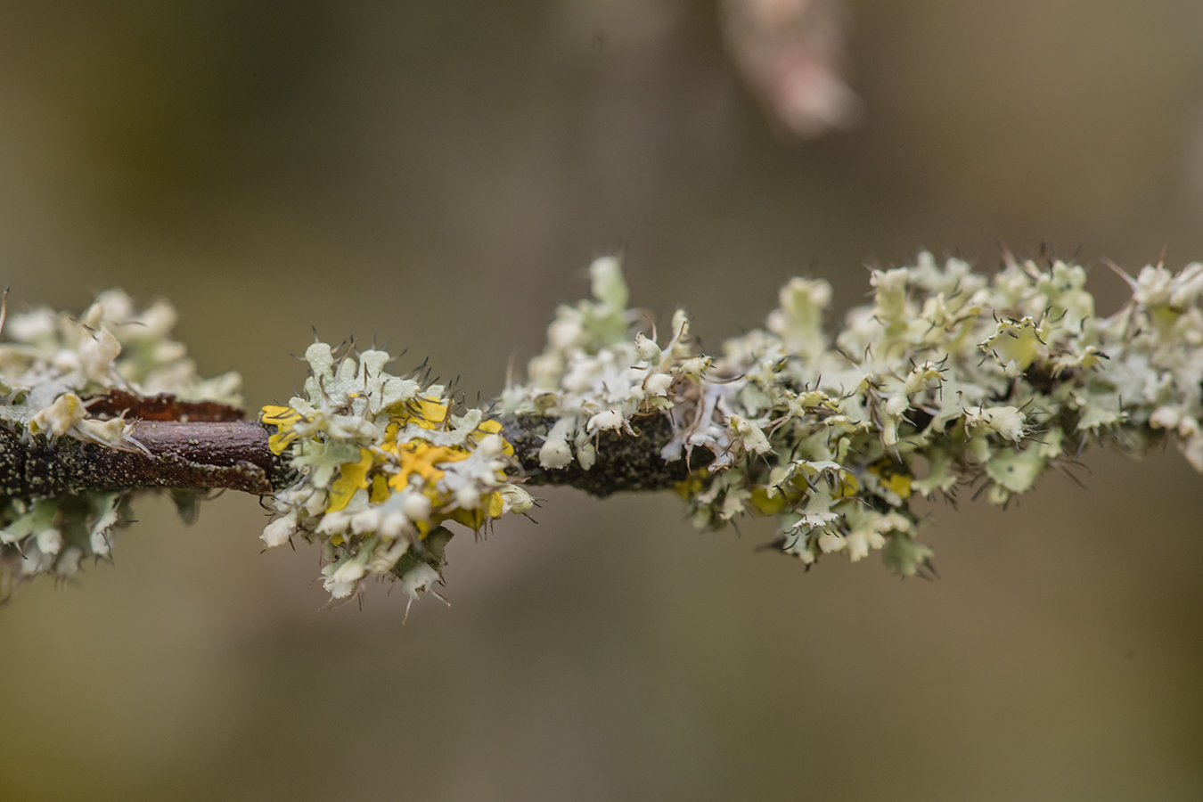 Image of Physcia adscendens specimen.