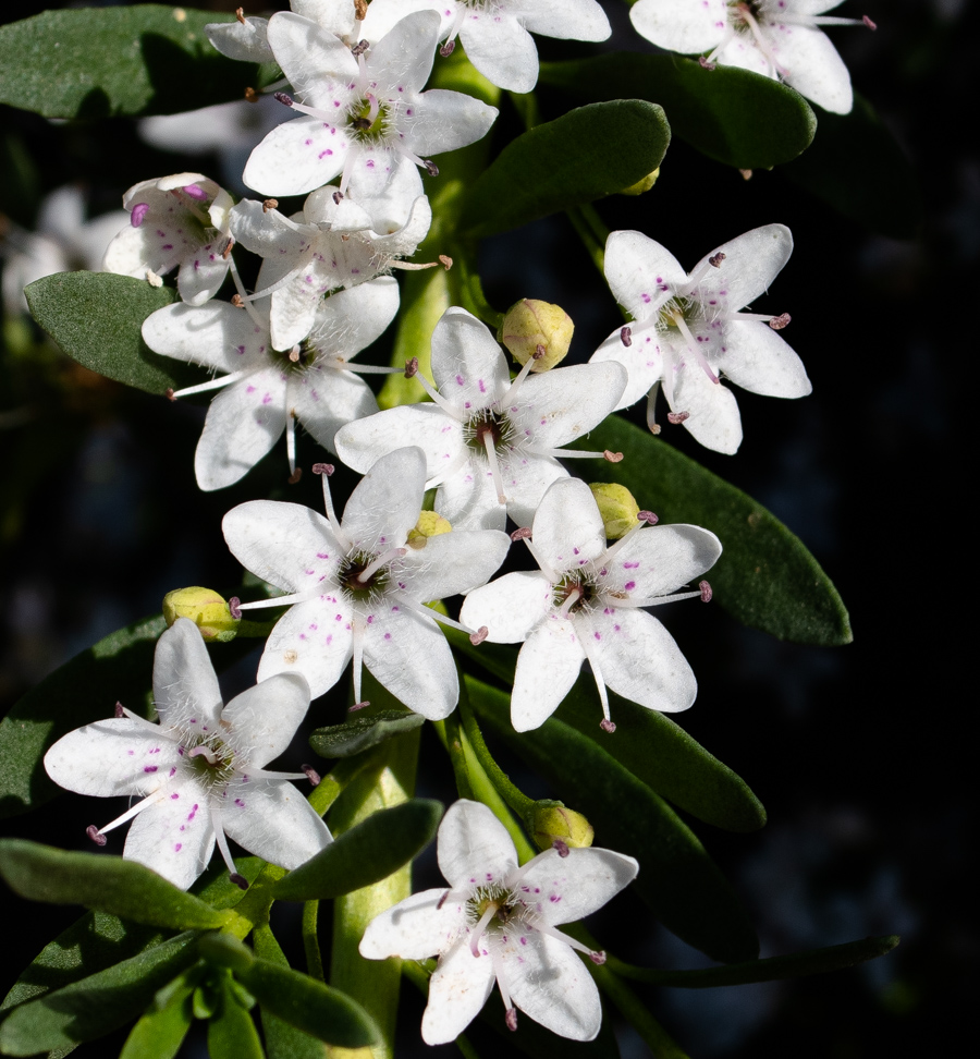 Image of Myoporum parvifolium specimen.