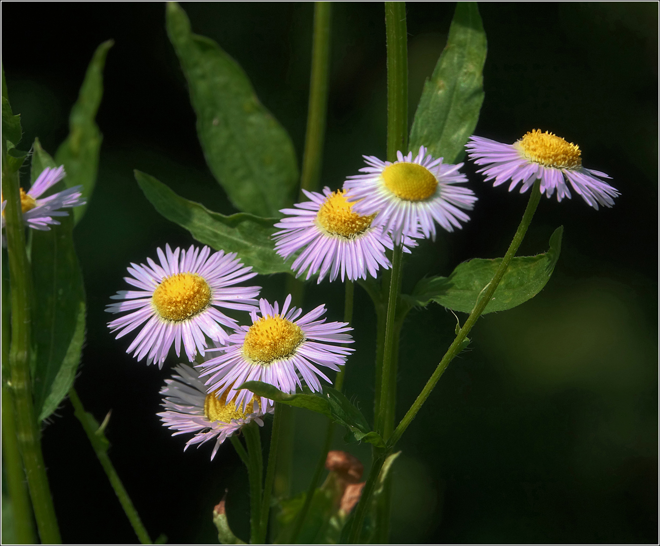 Изображение особи Erigeron annuus ssp. lilacinus.