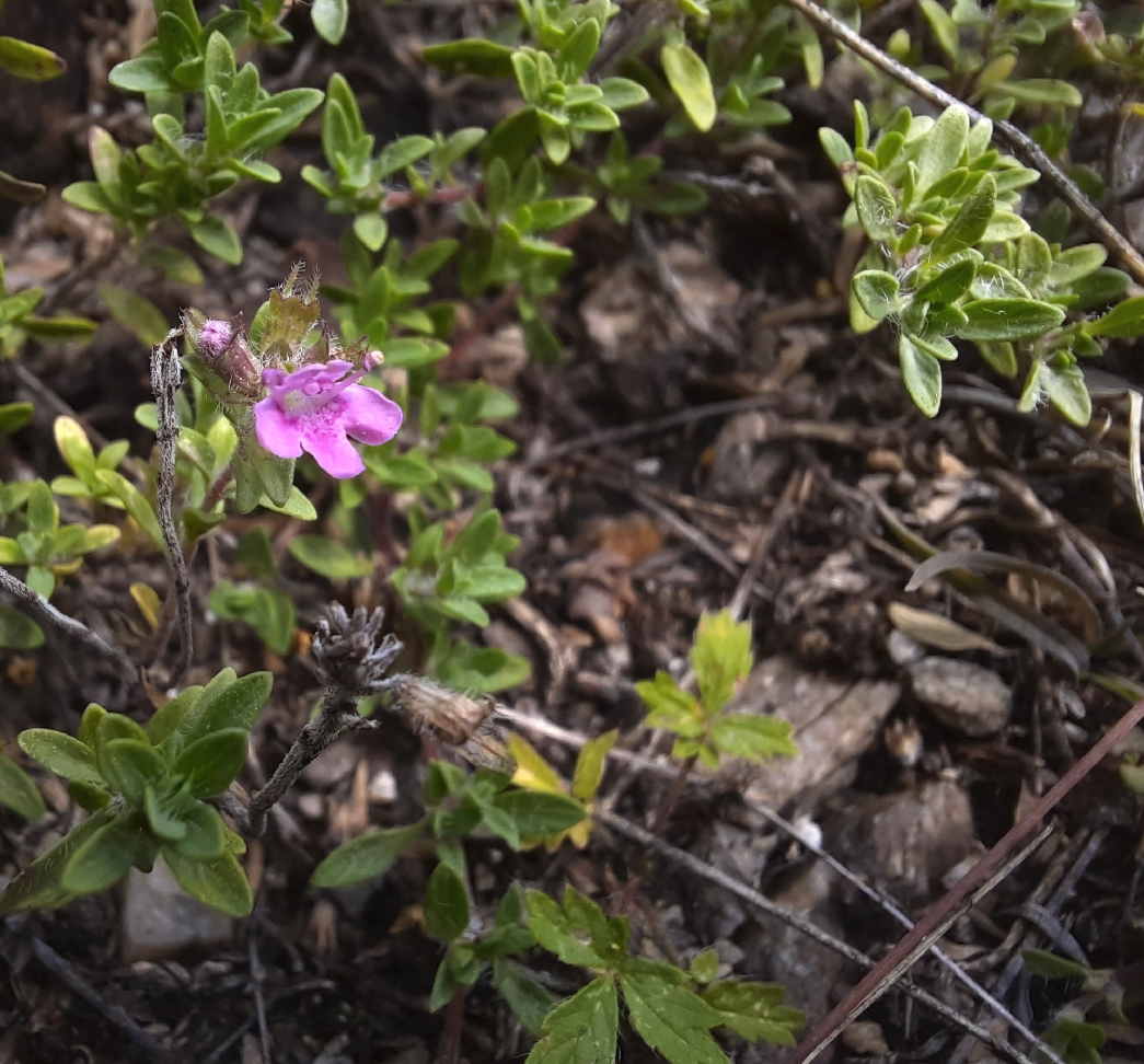 Изображение особи род Thymus.