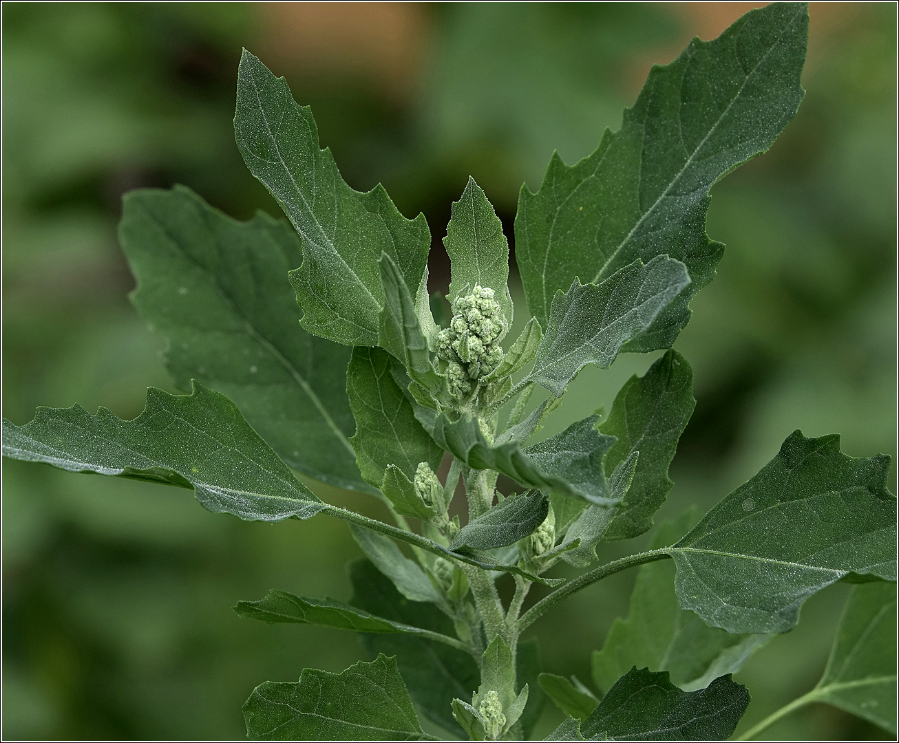 Image of Chenopodium album specimen.