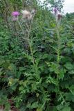 Cirsium maackii