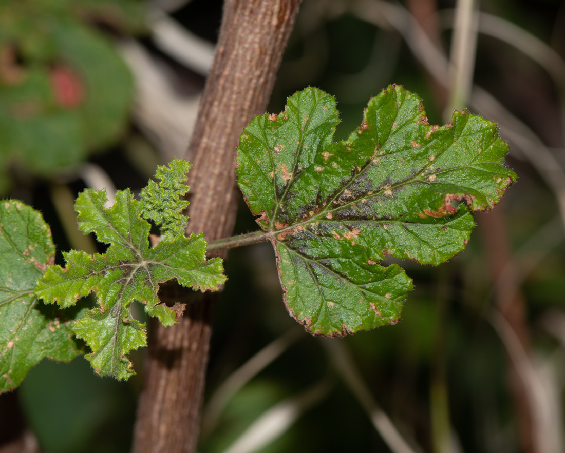 Image of Pelargonium quercifolium specimen.